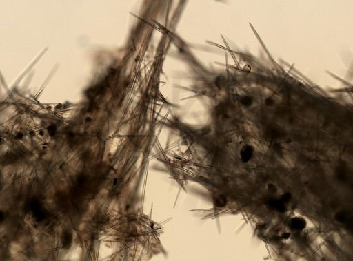Topsentia disparilis