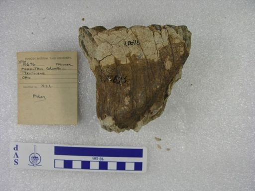 Mammuthus
