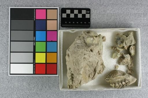 Eporeodon major