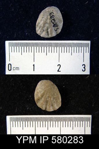 undet. Rhynchonellida