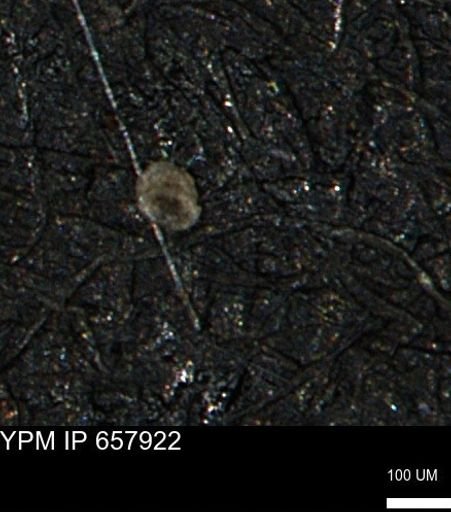 undet. Foraminiferida