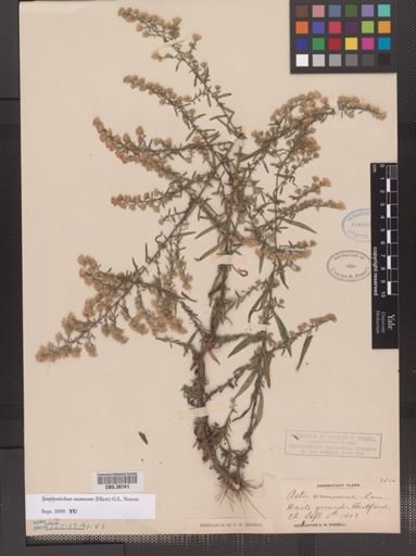 Symphyotrichum racemosum
