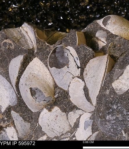 Protocardia sp.