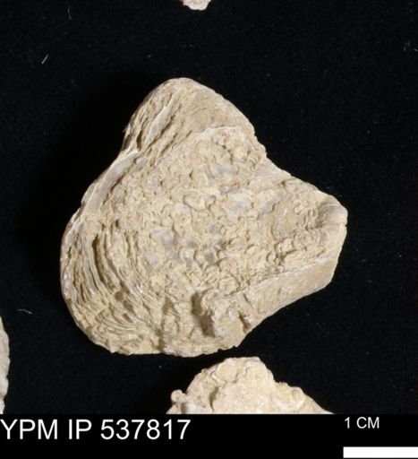 Gryphaea mucronata