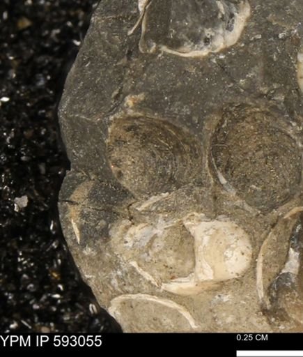 undet. Bivalvia