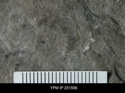 Synziphosurina?