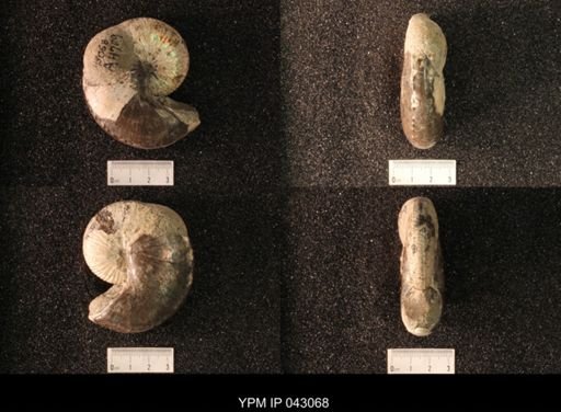 Hoploscaphites nicolletii