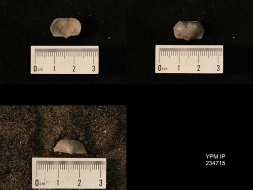 Marginifera splendens