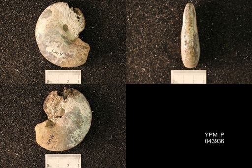 Hoploscaphites nicolletii