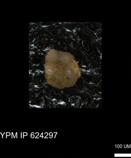 undet. Foraminiferida