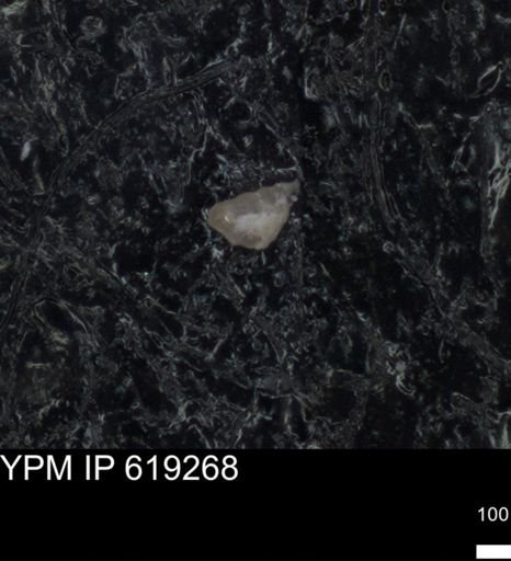 undet. Foraminiferida