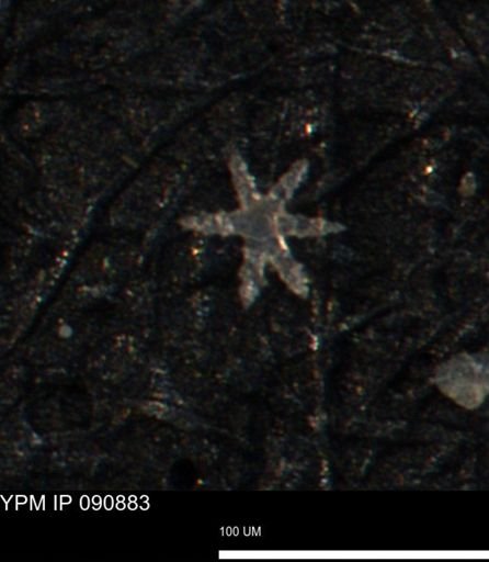 undet. Porifera