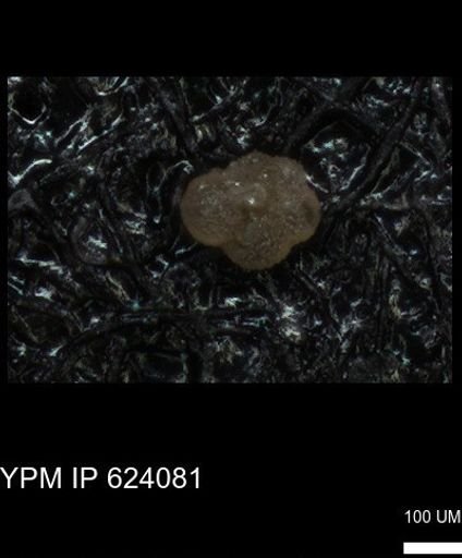 undet. Foraminiferida