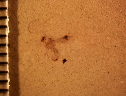 undet. Hymenoptera