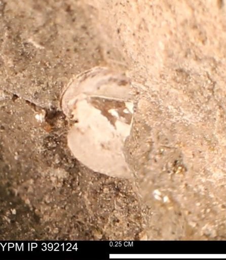 Protocardia sp.