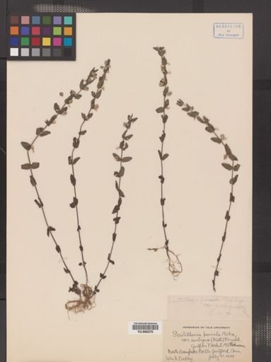 Scutellaria leonardii