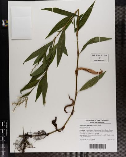 Persicaria punctata