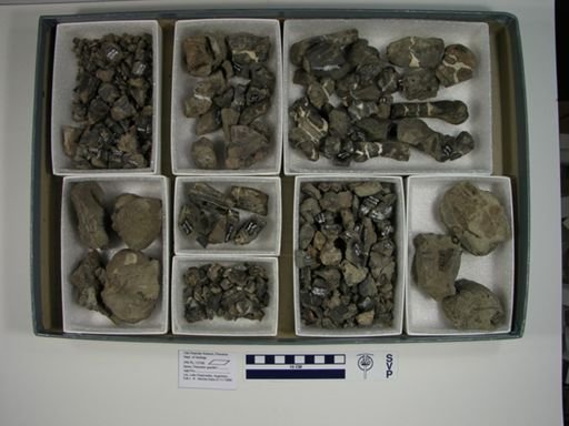 Theosodon gracilis