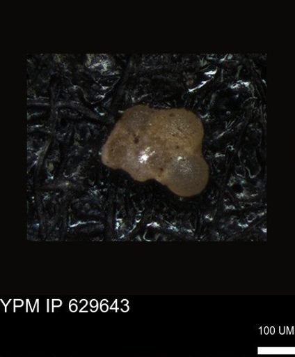 undet. Foraminiferida