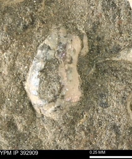 Scaphites sp.