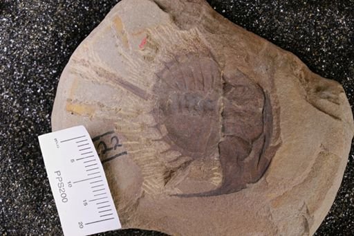 Euproops danae