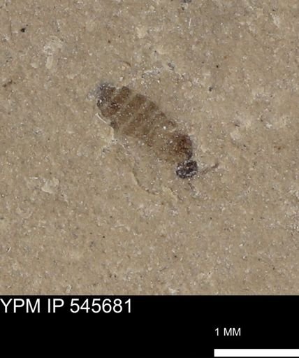 Diptera?