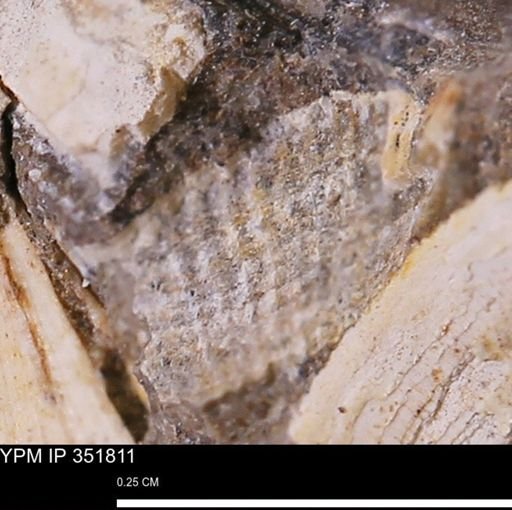 Parallelodon?
