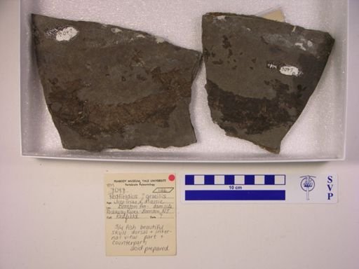Redfieldia gracilis