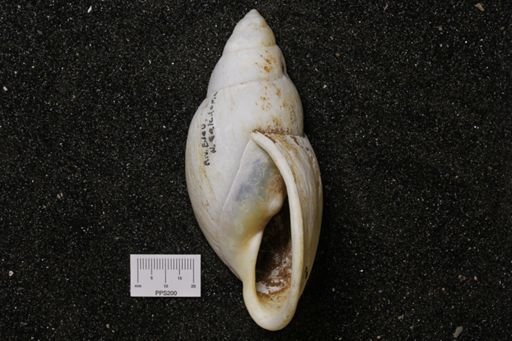 Placostylus fibratus