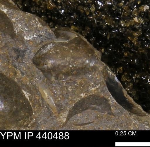 Protocardia subquadrata