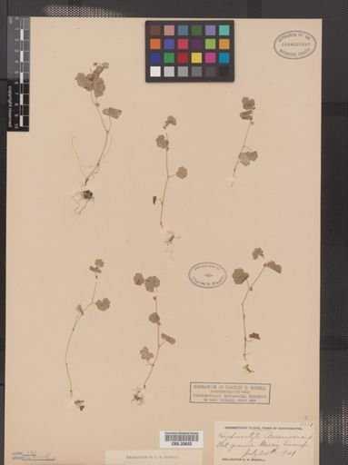 Hydrocotyle americana