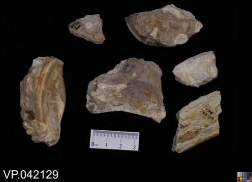 undet. Actinopterygii
