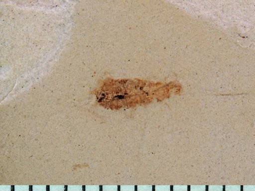 Auchenorrhyncha?
