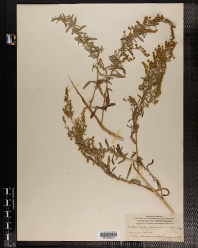 Plantae