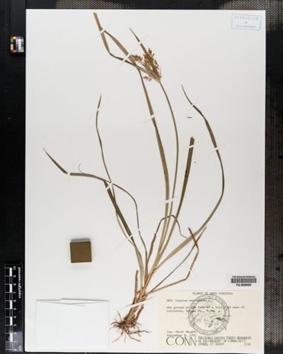 Cyperus esculentus