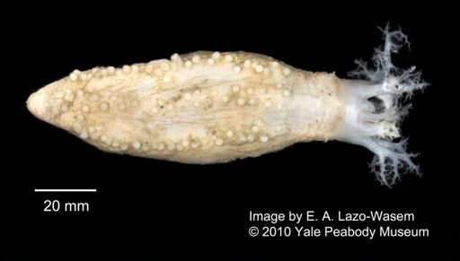 Holothuroidea