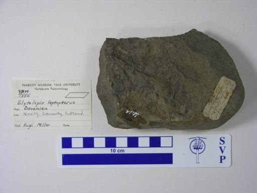 Glyptolepis leptopterus