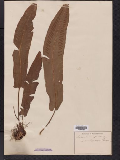 Phyllitis