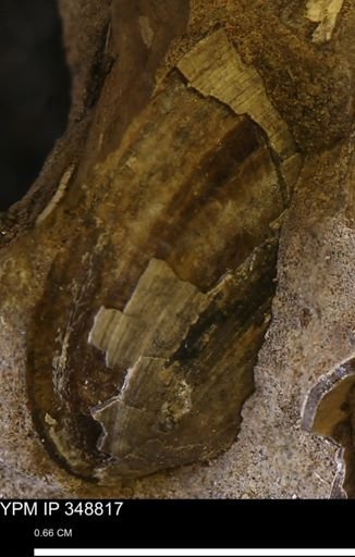 Limopsis striatopunctatus