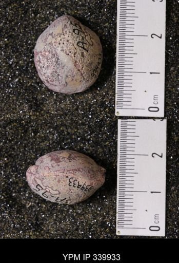 Kingena wacoensis