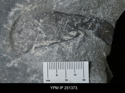 undet. Eurypterida