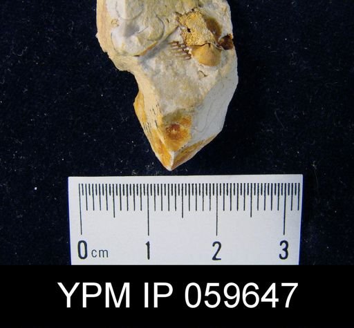 Anoplia nucleata