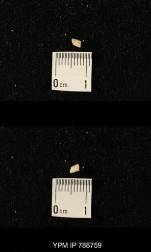 taxon undetermined