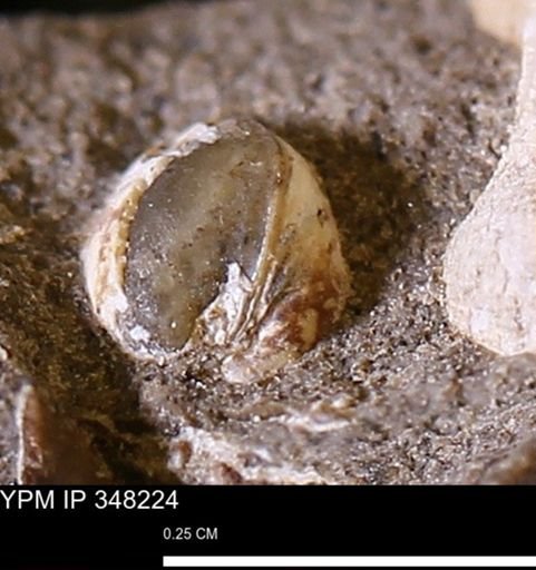 Corbulamella?