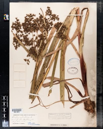 Scirpus sylvaticus