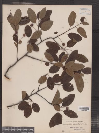 Ilex mucronata