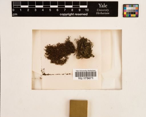 Plantae