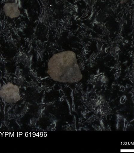 undet. Foraminiferida