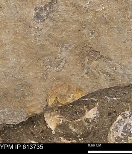 Scaphites sp.