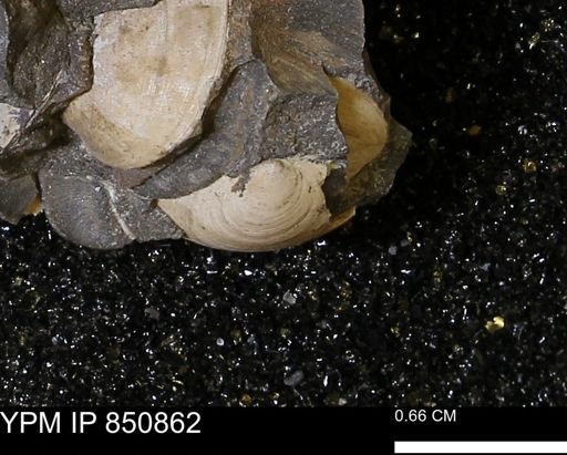 Limopsis striatopunctatus